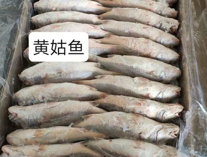 厦门进口黄姑鱼报关资料