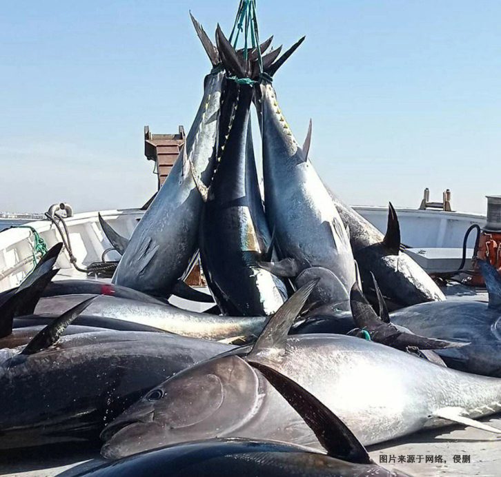 日本蓝鳍金枪鱼进口报关流程