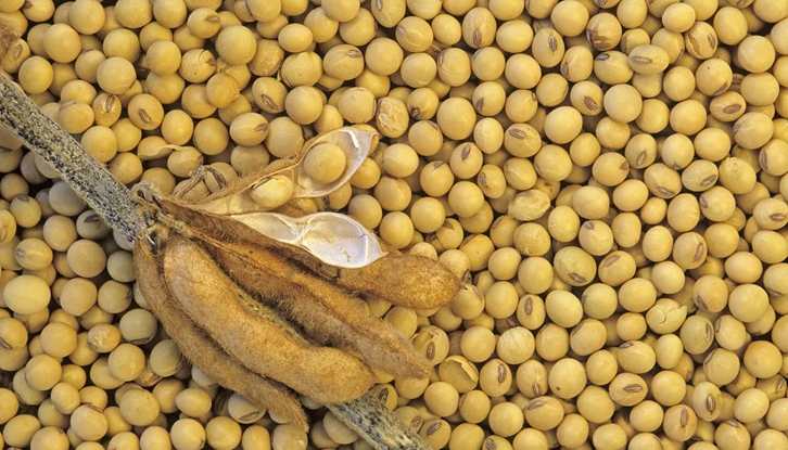 大豆进口清关费用大概