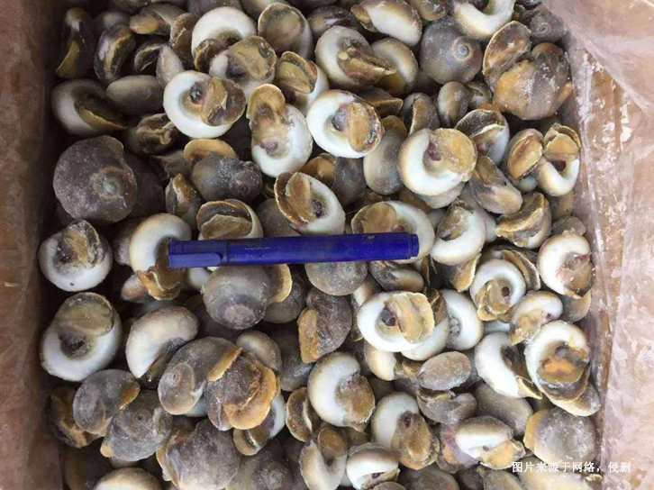 深圳冷冻海螺肉进口报关资料
