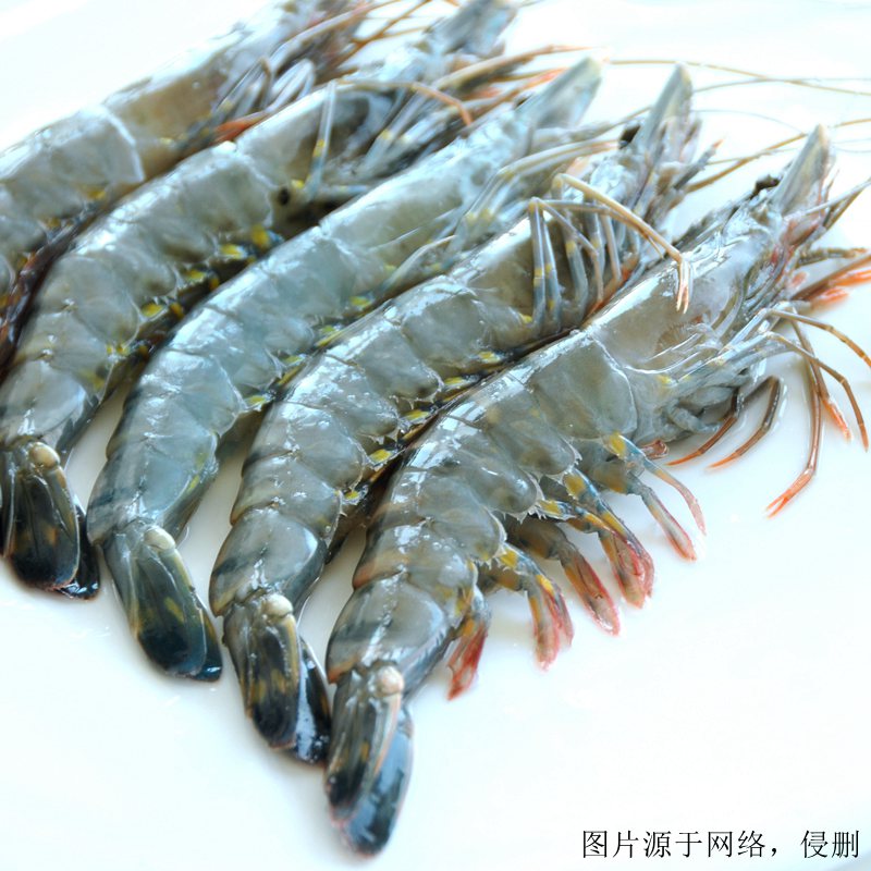 湛江进口南美白对虾清关流程