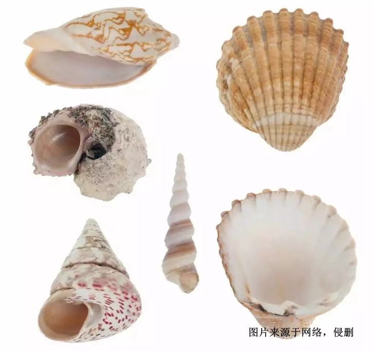 印尼日月贝贝壳进口报关流程