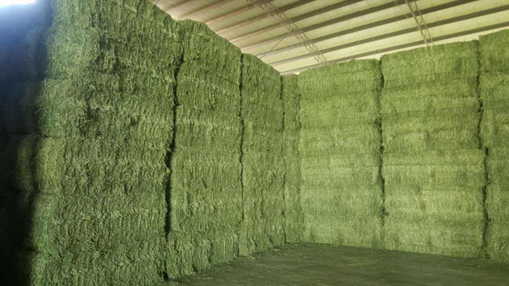 进口西班牙苜蓿草报关资料